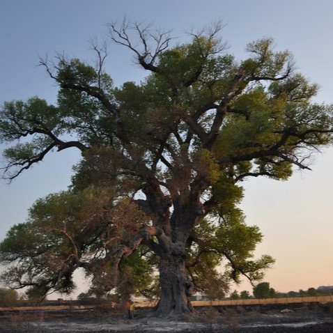 The following trees have made a big impression on Texas, some still standing hundreds of years later.